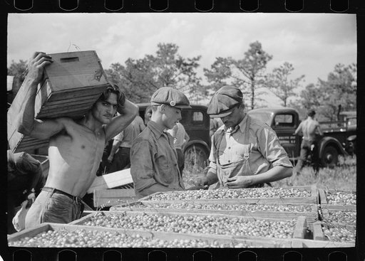 Untitled photo, possibly related to: Checking station for cranberry scoopers, Burlington County, New Jersey