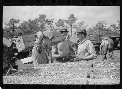 Untitled photo, possibly related to: Cranberry scooper with load of cranberries at checking station, Burlington County, New Jersey
