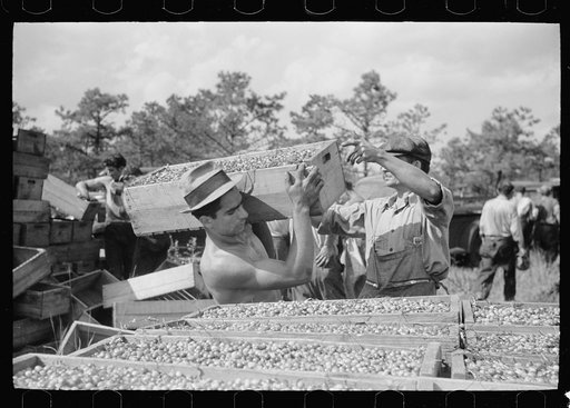 Cranberry scooper with load of cranberries at checking station, Burlington County, New Jersey