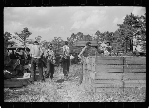 Checking station for cranberry scoopers, Burlington County, New Jersey