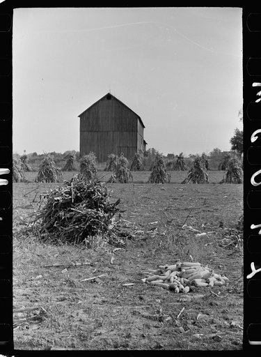 Untitled photo, possibly related to: Farm laborer with husked corn, Camden County, New Jersey