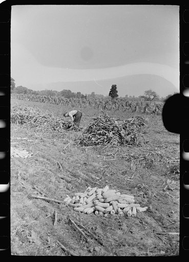Untitled photo, possibly related to: Farm laborer with husked corn, Camden County, New Jersey