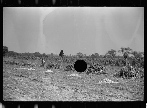 Untitled photo, possibly related to: Farm laborer with husked corn, Camden County, New Jersey