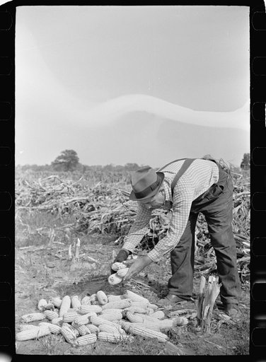 Farm laborer with husked corn, Camden County, New Jersey
