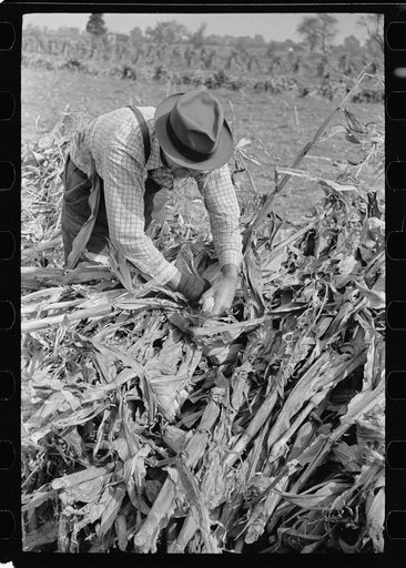 Husking corn, Camden County, New Jersey