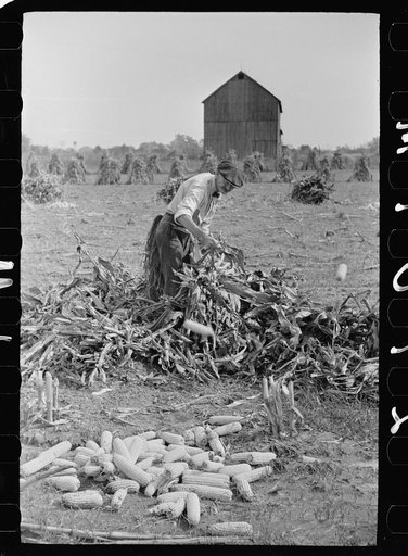 Husking corn, Camden County, New Jersey