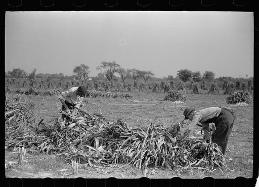Untitled photo, possibly related to: Husking corn, Camden County, New Jersey