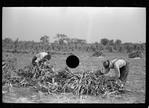 Untitled photo, possibly related to: Husking corn, Camden County, New Jersey