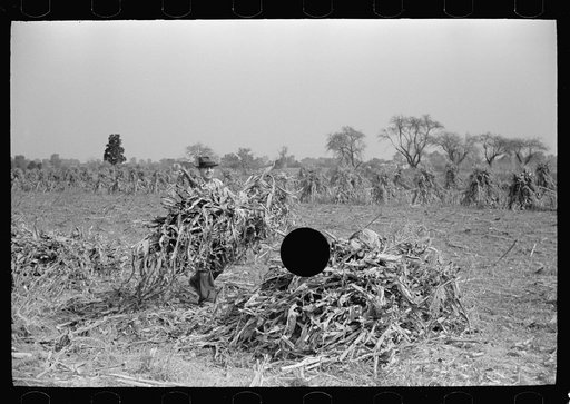 Untitled photo, possibly related to: Husking corn, Camden County, New Jersey