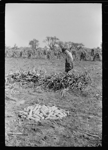 Untitled photo, possibly related to: Husking corn, Camden County, New Jersey