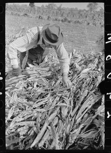 Untitled photo, possibly related to: Husking corn. Farm laborers get five cents a stack for this work. Camden County, New Jersey