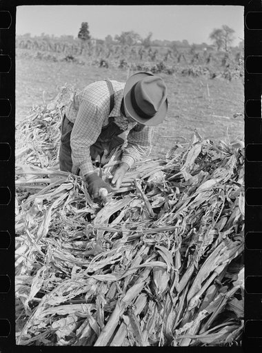 Untitled photo, possibly related to: Husking corn. Farm laborers get five cents a stack for this work. Camden County, New Jersey