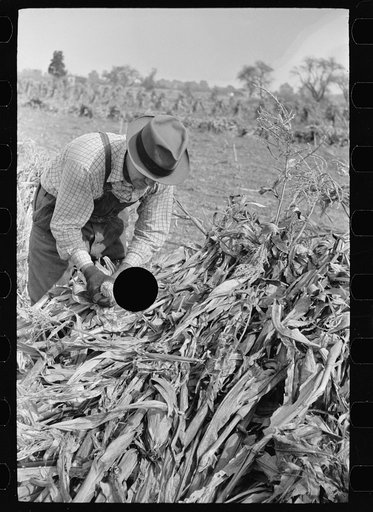 Untitled photo, possibly related to: Husking corn. Farm laborers get five cents a stack for this work. Camden County, New Jersey