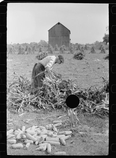 Untitled photo, possibly related to: Husking corn. Farm laborers get five cents a stack for this work. Camden County, New Jersey