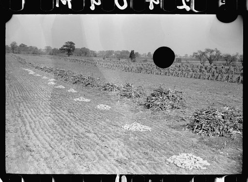 Untitled photo, possibly related to: Ears of corn, Camden County, New Jersey