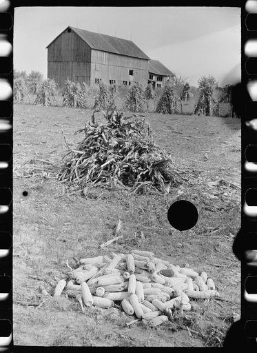 Untitled photo, possibly related to: Ears of corn, Camden County, New Jersey