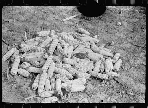 Ears of corn, Camden County, New Jersey