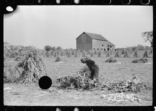 Untitled photo, possibly related to: Husking corn, Camden County, New Jersey
