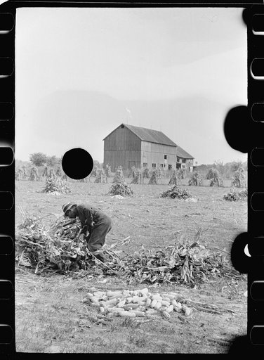 Untitled photo, possibly related to: Husking corn, Camden County, New Jersey