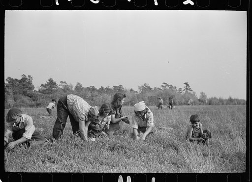 Untitled photo, possibly related to: Family of cranberry pickers, Burlington County, New Jersey