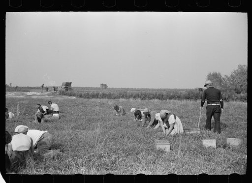 Untitled photo, possibly related to: Family of cranberry pickers, Burlington County, New Jersey