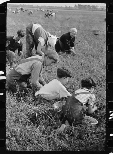Family from Italian section of Philadelphia working in cranberry bog. Only families with many children are employed. Children are kept out of school for more than two months of the school year. Burlington County, New Jersey