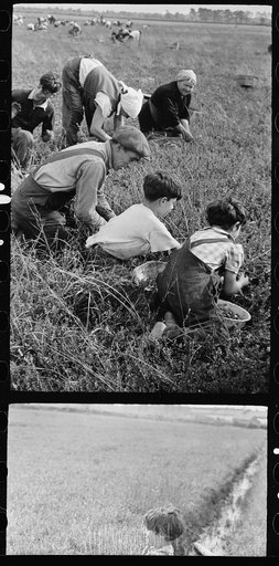 Untitled photo, possibly related to: Family from Italian section of Philadelphia working in cranberry bog. Only families with many children are employed. Children are kept out of school for more than two months of the school year. Burlington County, New Jersey
