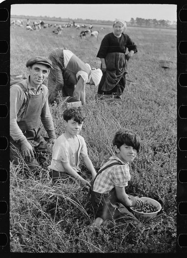 Untitled photo, possibly related to: Family from Italian section of Philadelphia working in cranberry bog. Only families with many children are employed. Children are kept out of school for more than two months of the school year. Burlington County, New Jersey