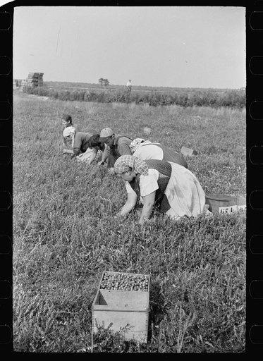Untitled photo, possibly related to: Cranberry pickers have long hours of back-breaking toil during which they crawl on their hands and knees across muddy bogs, Burlington County, New Jersey