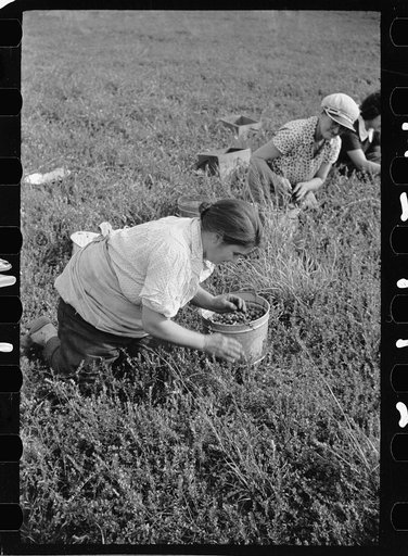 Untitled photo, possibly related to: Cranberry pickers have long hours of back-breaking toil during which they crawl on their hands and knees across muddy bogs, Burlington County, New Jersey