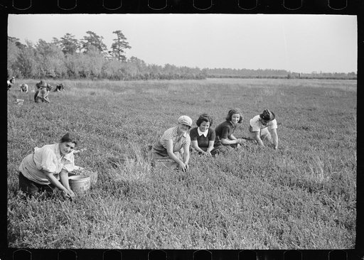 Untitled photo, possibly related to: Family of cranberry pickers, Burlington County, New Jersey