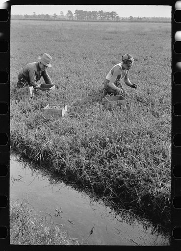 Cranberry pickers have long hours of back-breaking toil during which they crawl on their hands and knees across muddy bogs, Burlington County, New Jersey
