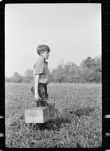 Untitled photo, possibly related to: Child labor, cranberry bog, Burlington County, New Jersey