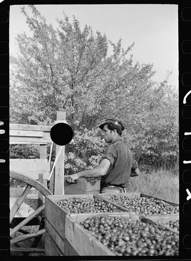 Untitled photo, possibly related to: Checking station for cranberry scoopers, Burlington County, New Jersey