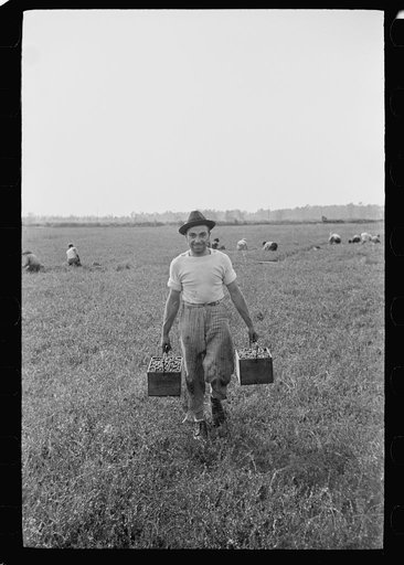 Untitled photo, possibly related to: Migratory worker with load of cranberries, Burlington County, New Jersey