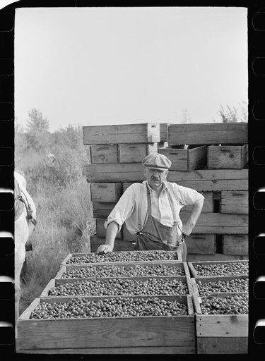 Untitled photo, possibly related to: Checking station for cranberry scoopers, Burlington County, New Jersey