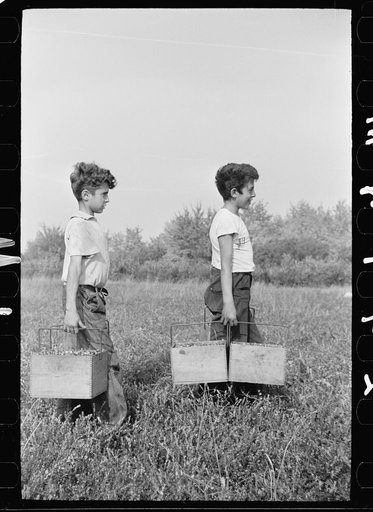 Boys carrying boxes of cranberries, Burlington County, New Jersey