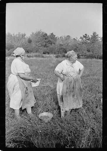 Women picking cranberries, Burlington County, New Jersey