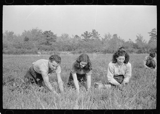 Cranberry pickers, Burlington County, New Jersey