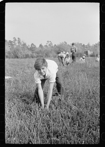 Untitled photo, possibly related to: Cranberry pickers, Burlington County, New Jersey