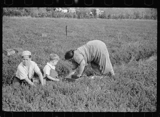 Mother and children picking cranberries, Burlington County, New Jersey
