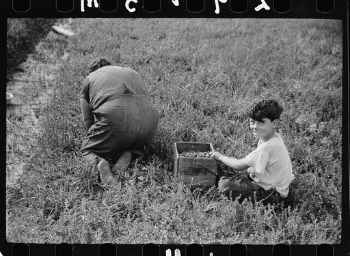 Untitled photo, possibly related to: Mother and children picking cranberries, Burlington County, New Jersey