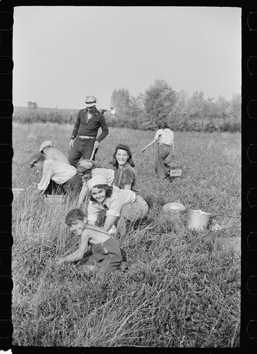 Untitled photo, possibly related to: Family from Italian section of Philadelphia working in cranberry bog. Only families with many children are employed. Children are kept out of school for more than two months of the school year. Burlington County, New Jersey