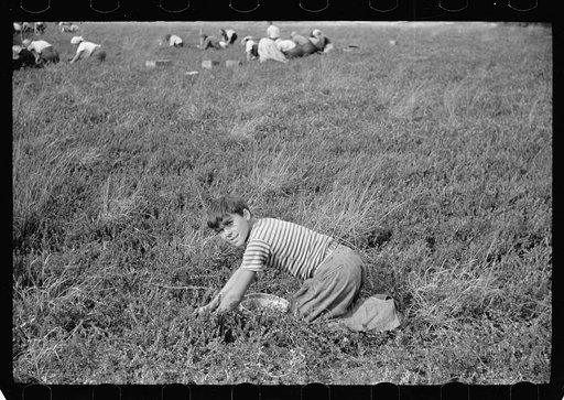 Untitled photo, possibly related to: Child picking cranberries, Burlington County, New Jersey