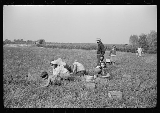 Untitled photo, possibly related to: Family of cranberry pickers, Burlington County, New Jersey