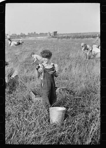 Child cranberry picker at water bucket, Burlington County, New Jersey