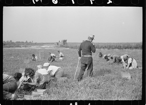 Padrone supervising work of cranberry pickers, Burlington County, New Jersey