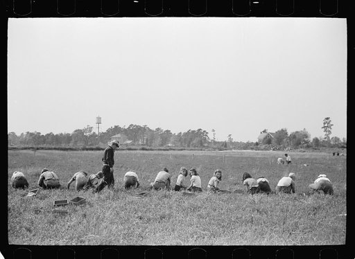 Untitled photo, possibly related to: Padrone supervising work of cranberry pickers, Burlington County, New Jersey