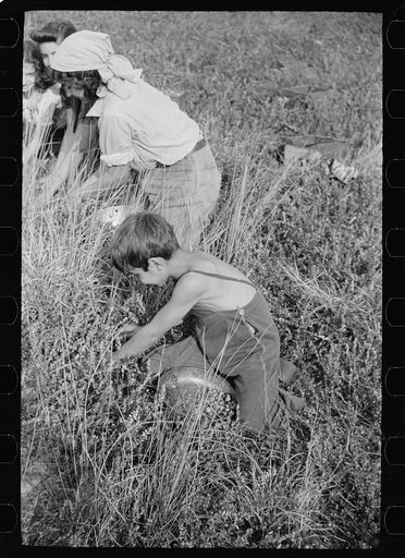 Child picking cranberries, Burlington County, New Jersey