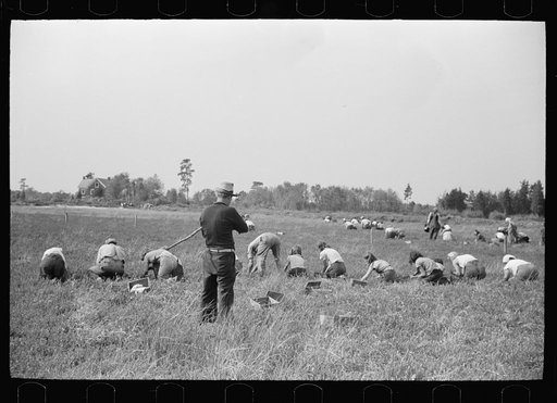 Padrone supervising work of cranberry pickers, Burlington County, New Jersey